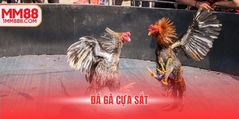 đá gà cựa sắt